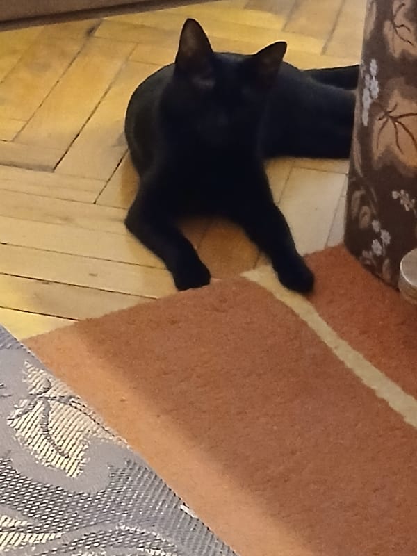 Black cat rests on wooden floor in Bulgarian home