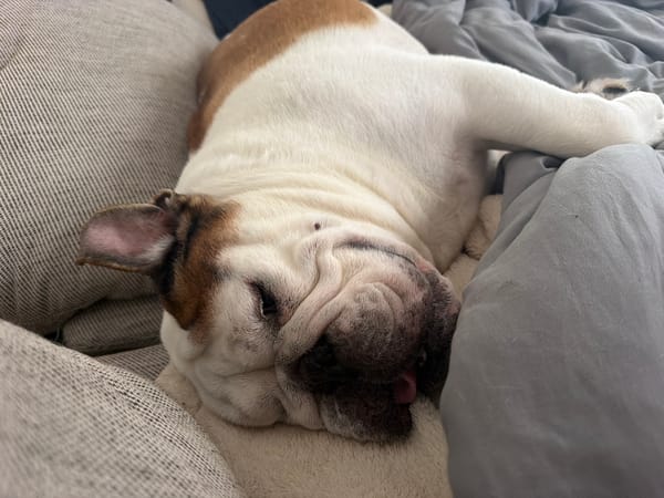English Bulldog naps hard in Haifa, sunglasses and all