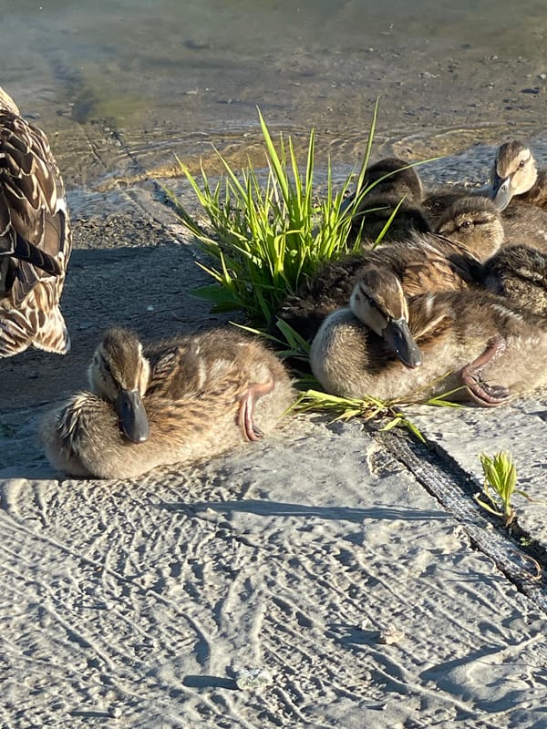 Lakeside afternoon in Prokopyevsk: ducks, park sculptures, summer light