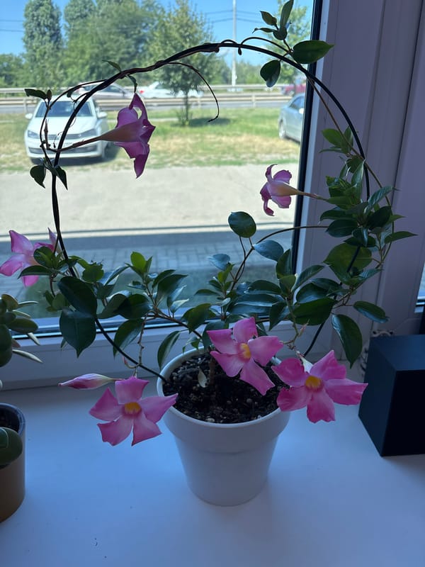 Pink trumpet flower plant on a Krasnodar windowsill