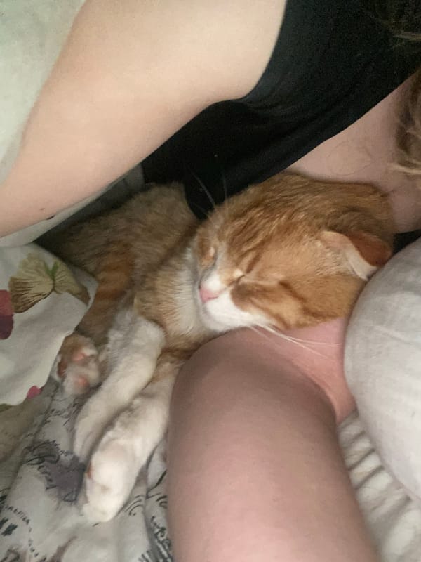 Quiet bedtime moments captured with sleeping orange cat in Ukraine