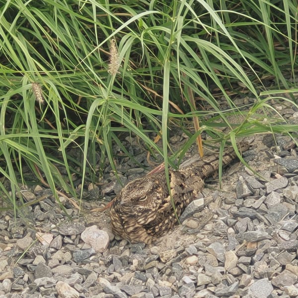 Camouflaged bird spotted in natural habitat near Catamarca, Argentina