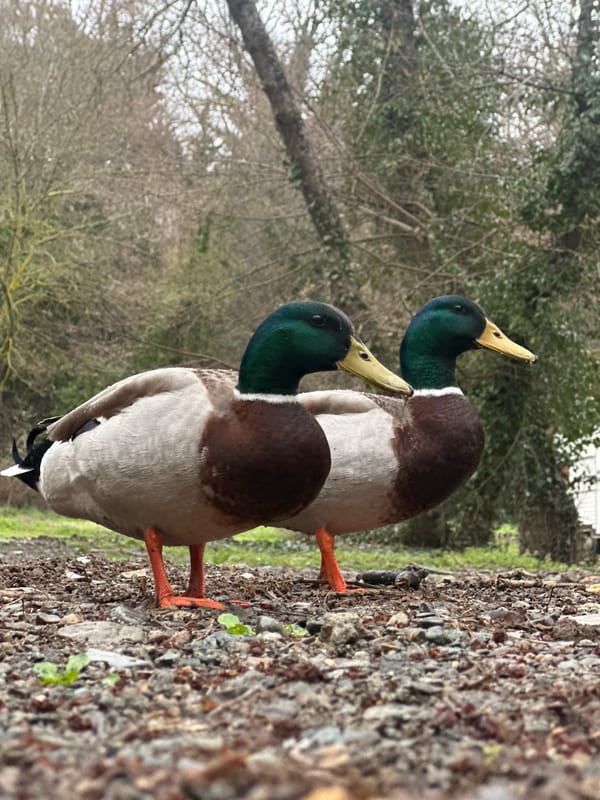 Mallard ducks spotted in wooded area of Kiten, Bulgaria