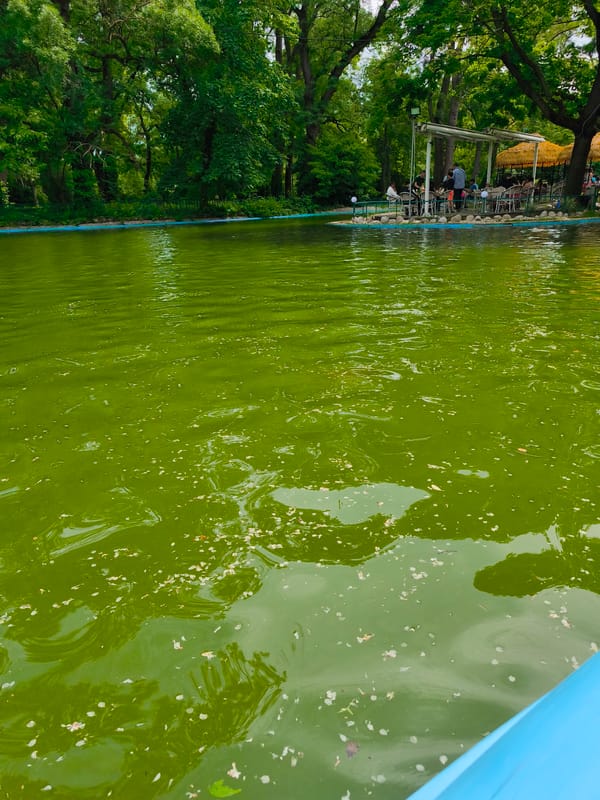 Families enjoy paddle boats and rides at amusement park