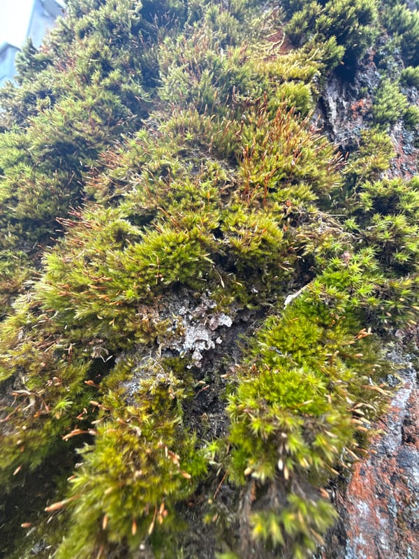 Moss with spore capsules observed in Dmitrov, Russia