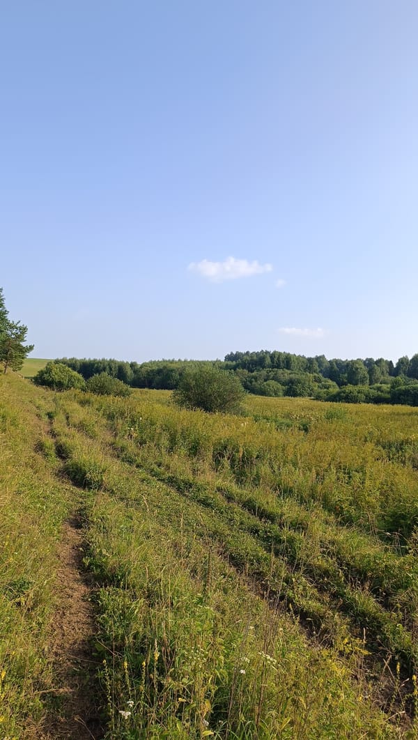 Wildflowers, thistle, and open sky in rural Karsha