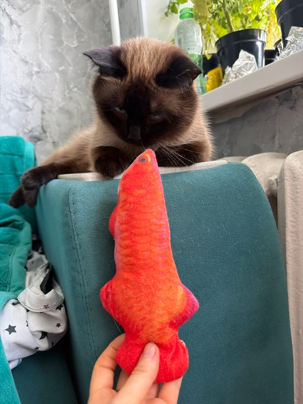 Siamese cat at home in rural Russia, late June morning