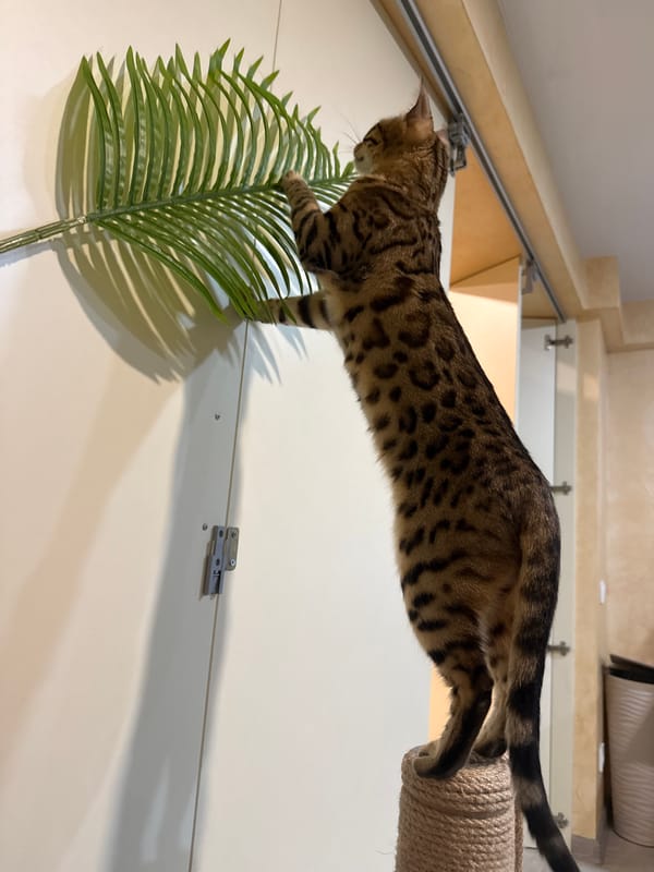 Bengal cat indoor playtime and casual domestic moments captured