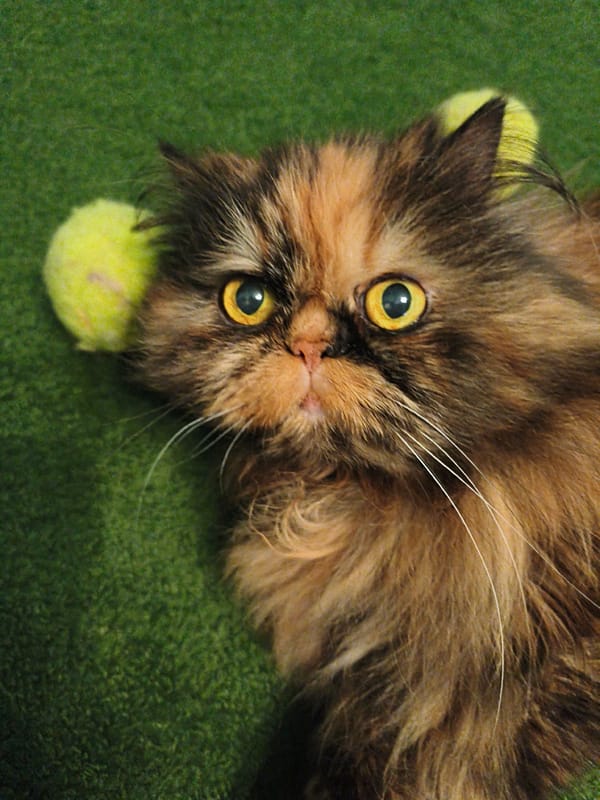 Persian cat lounges and nuzzles tennis balls up close