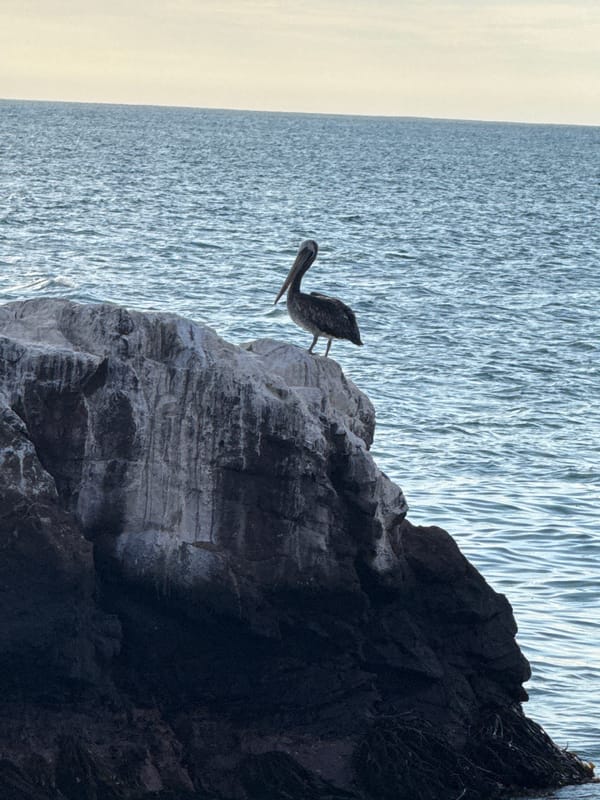 Brown pelican spotted on rocks near water