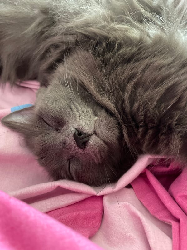 Grey cat sleeps peacefully on pink fabric in Rome