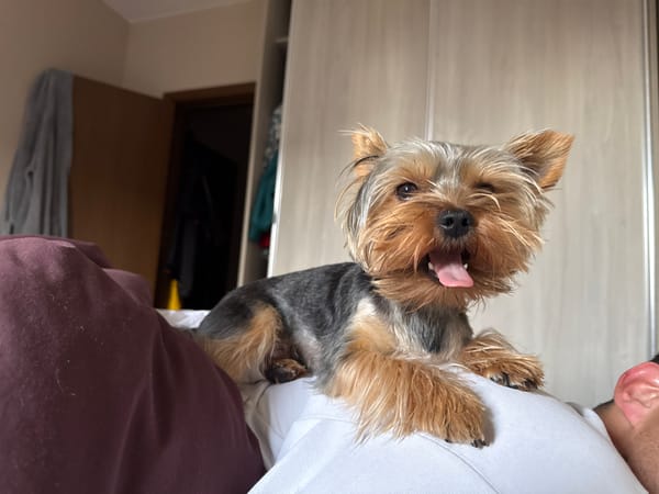 Person plays with Yorkshire Terrier in Varna bedroom
