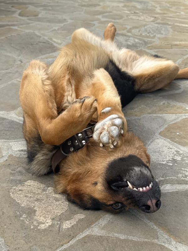 German Shepherd spotted resting on flagstones in Bulgarian village