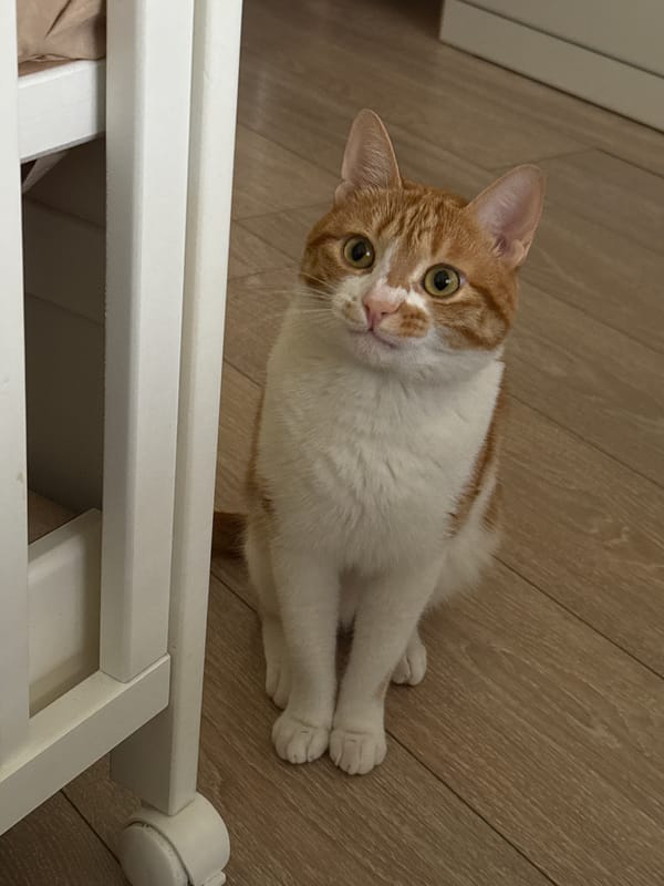 Ginger cat documented in residential Bar, Montenegro morning