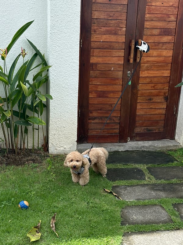 Curly-haired dog rests on grass in North Kuta