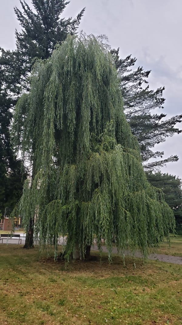 Weeping willow in full summer green, Prešov park