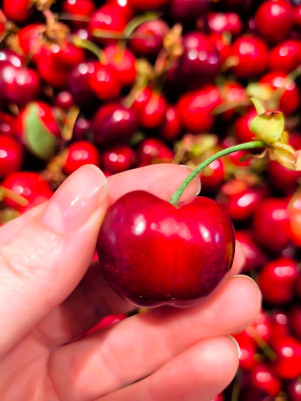 Person holds red cherry in close-up shot in Riga