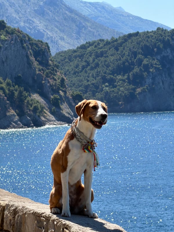 Dog with decorative collar enjoys morning coastal outing in Montenegro