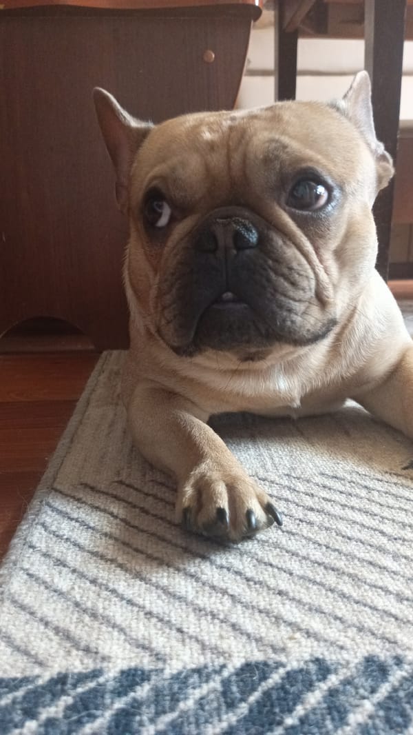 French Bulldog photographed at home in rural Donino, Russia