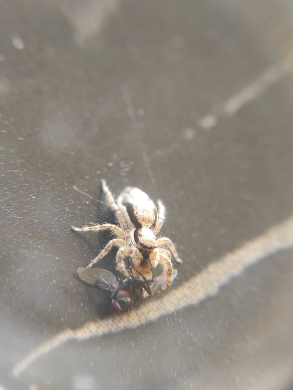 Spider spotted hunting on textured surface in Lhokseumawe