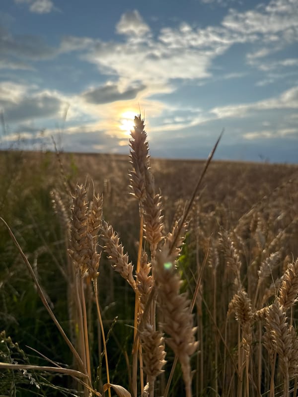 Golden wheat field at sunset, with wildflowers and berries nearby
