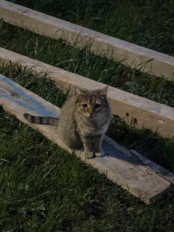 Cats spotted around residential buildings in Zlatitsa, Bulgaria