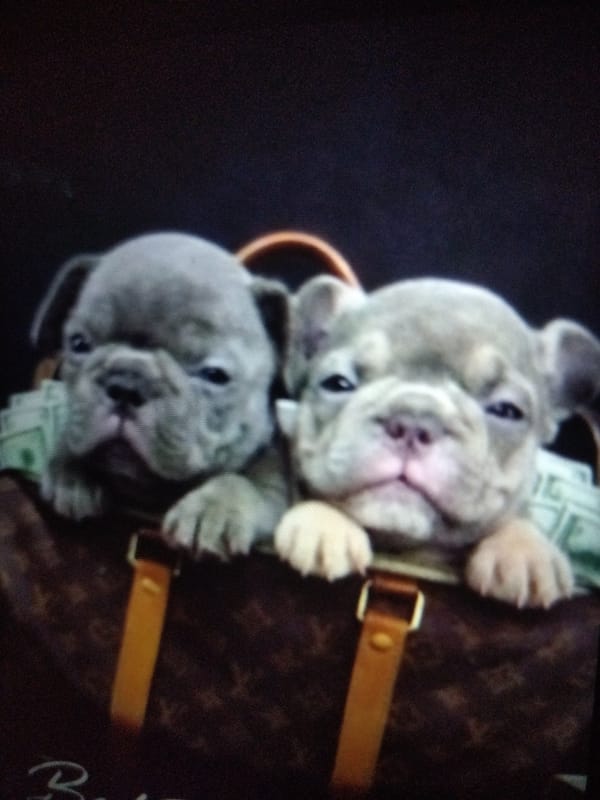French Bulldog puppies spotted in designer handbag in Bulgaria