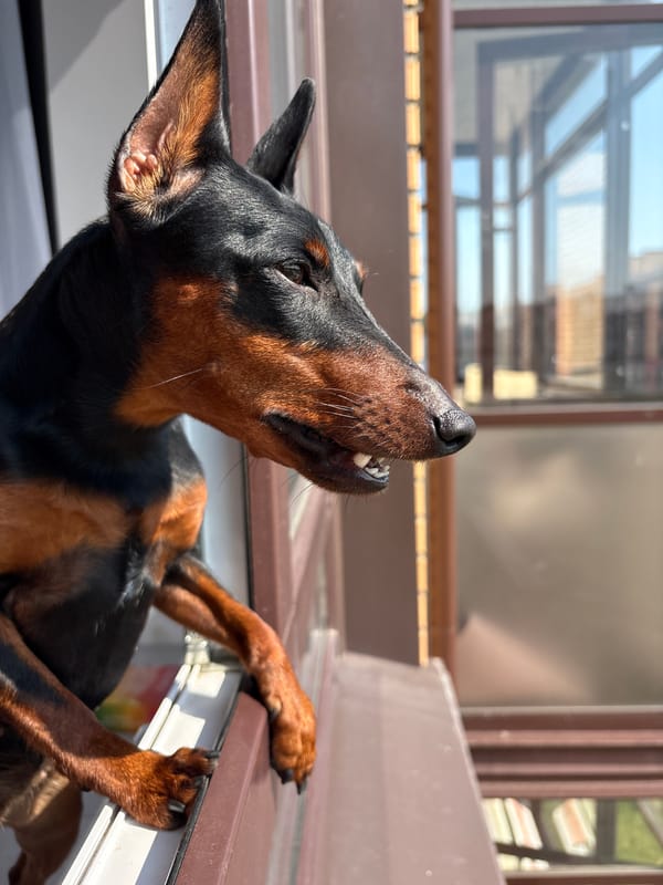 Doberman hanging out a window, taking in the view.