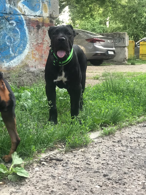 Person walks and plays with dogs in Kharkiv