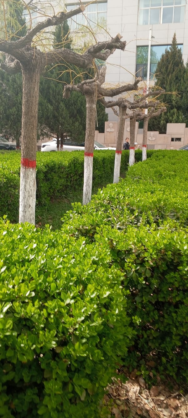 Morning scene at tree-lined public walkway in Baota District