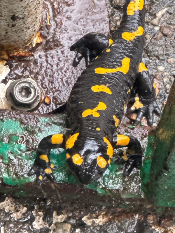 Fire salamander spotted on wet streets in Blagoevgrad, Bulgaria