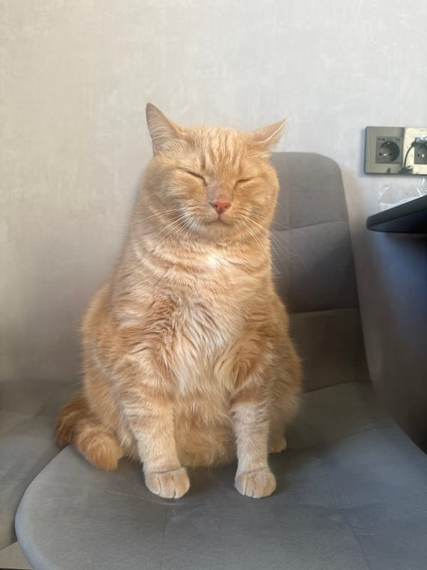 Cats rest on chairs during home renovation in Monchegorsk