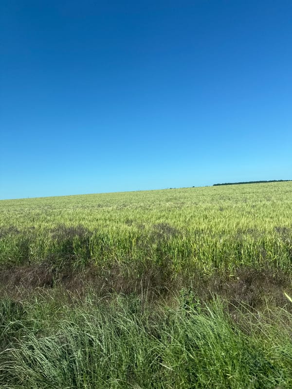 Wheat and crop fields under open skies in rural Bulgaria