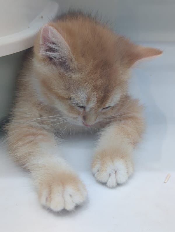 Kittens on display at a Jinjiang District pet shop or café