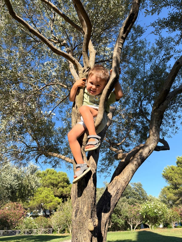 Kid plays and climbs trees in a Budva park