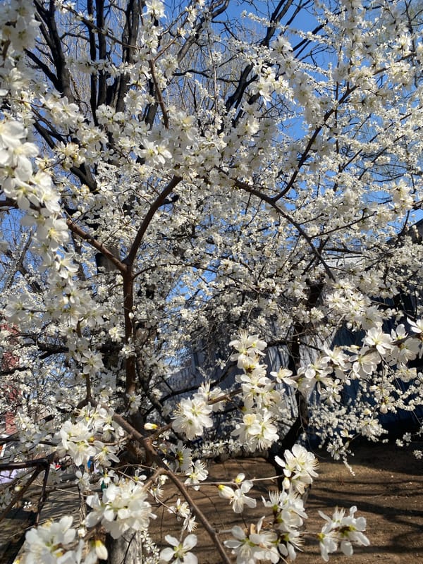 Spring moments captured in Zhongtun park, China