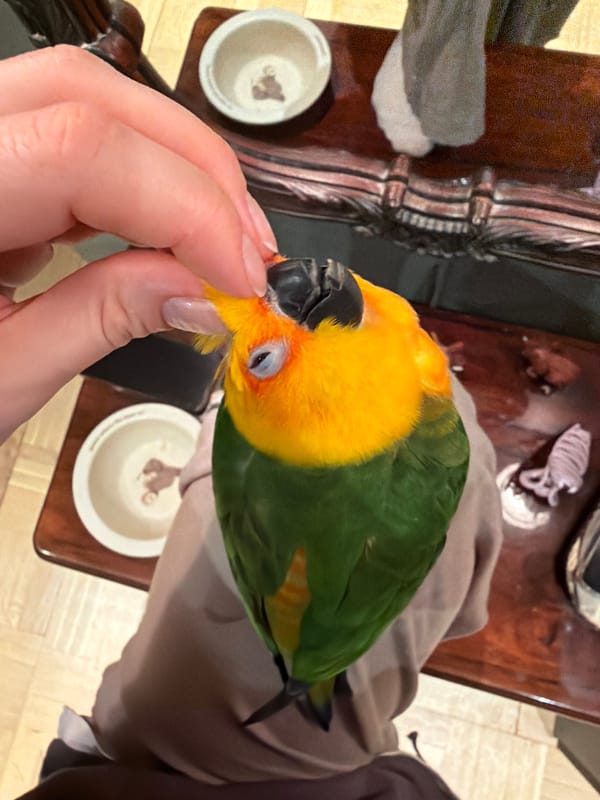Person hand-feeds sun conure parrot in Khimki