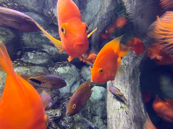 Family documents morning aquarium visit in Sochi, Russia