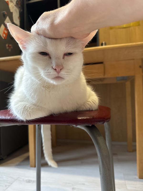 Hands and cats: a few relaxed indoor moments