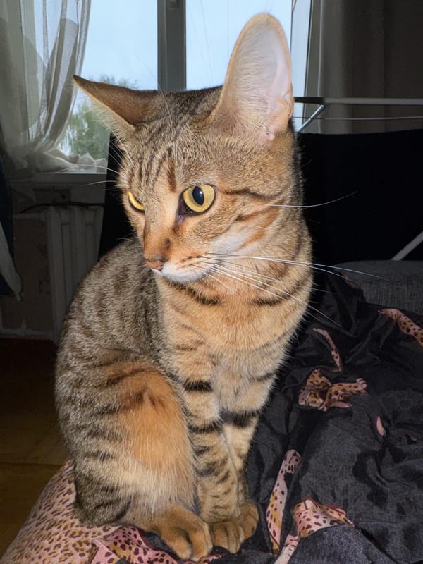 Tarot cards, a tabby cat, and everyday objects in Izhevsk