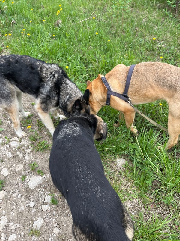 Dogs interact in grassy area in Nizhny Tagil