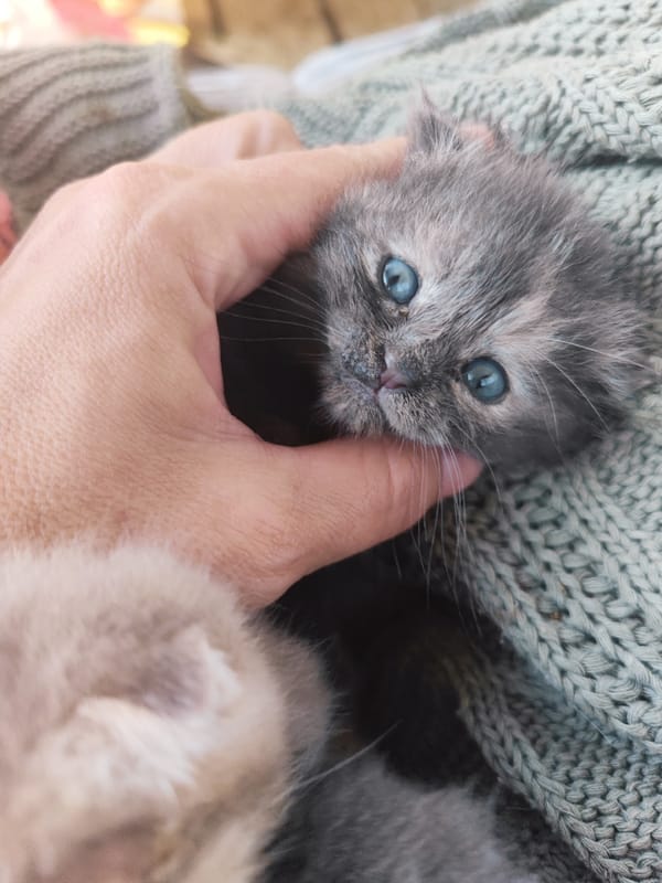 Blue-eyed kittens gently handled in early morning Russian home