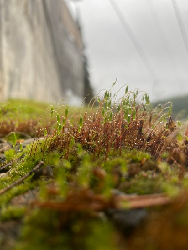 Morning nature documentation and chairlift ride in Прикамский, Russia