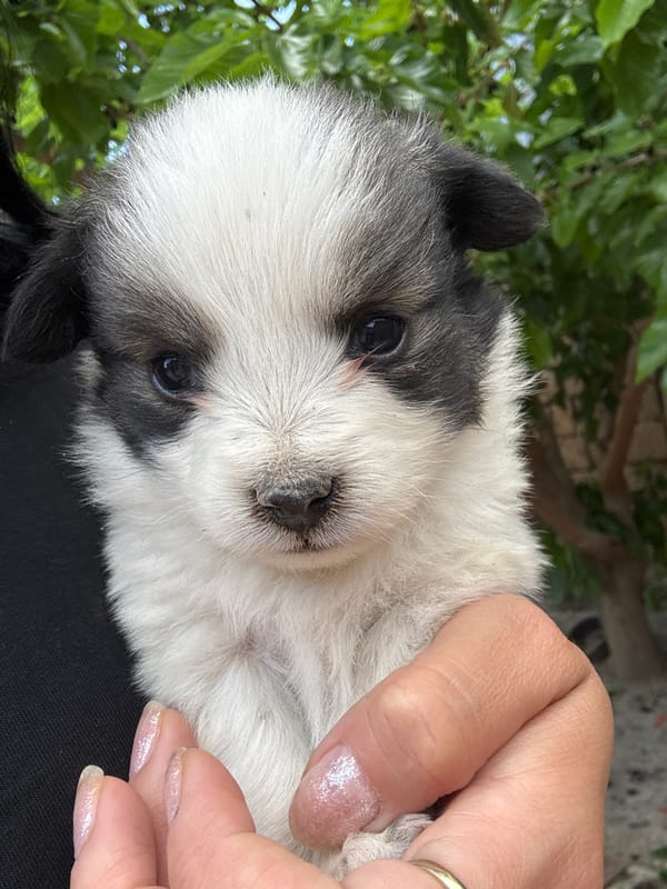 Fluffy black and white puppy photographed in person's hands