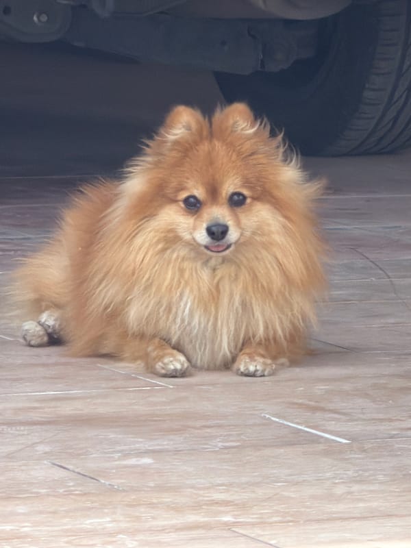 Pet owners document Pomeranian dog and potted cactus
