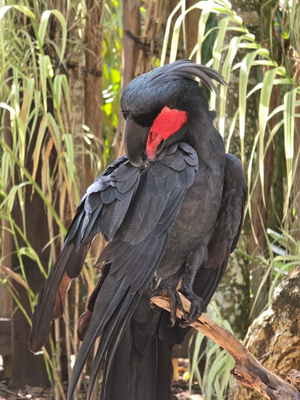 Morning animal activity documented at Bali Zoo in Sukawati