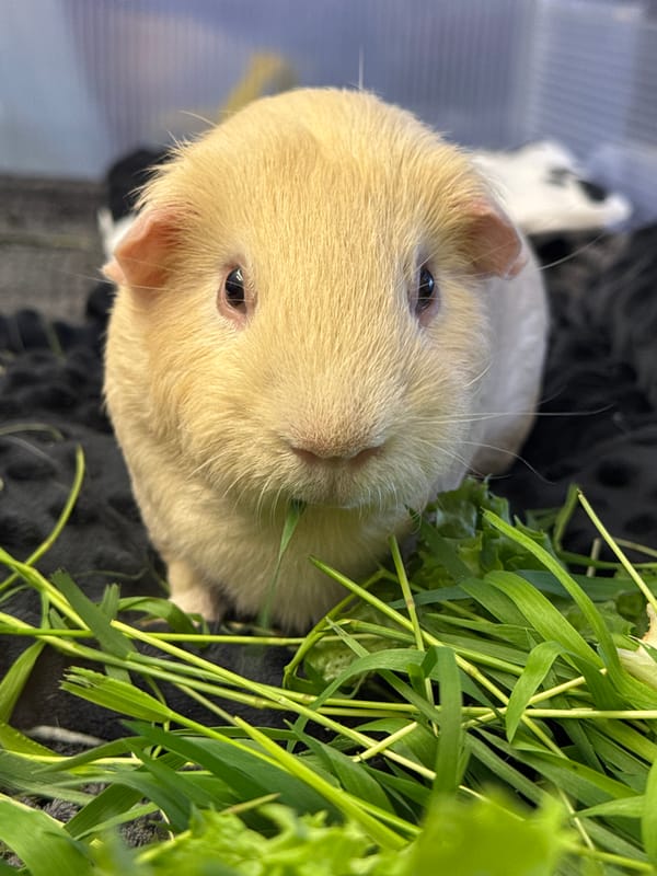 Pet owner documents quiet morning with guinea pigs and companions