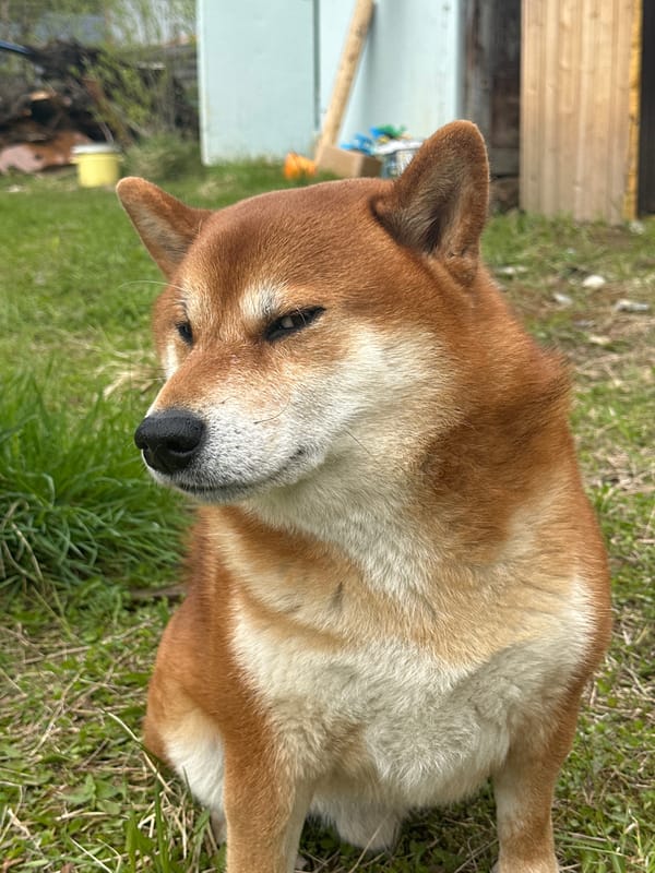 Person pets Shiba Inu dog in yard setting