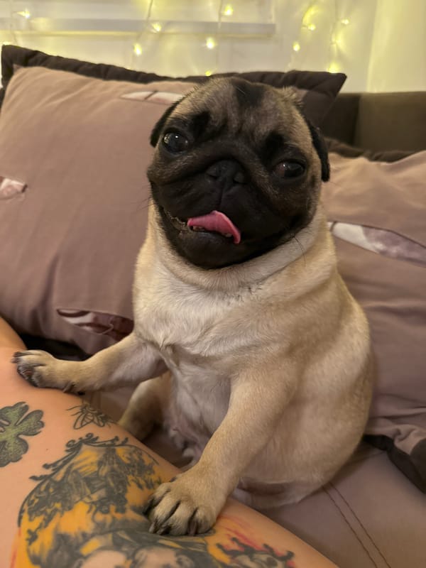 Pug puppy chilling on a tattooed lap at home