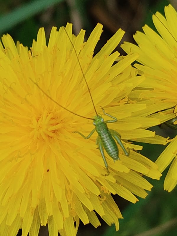 Grasshopper spotted perched on dandelion flower, mirror selfie documented